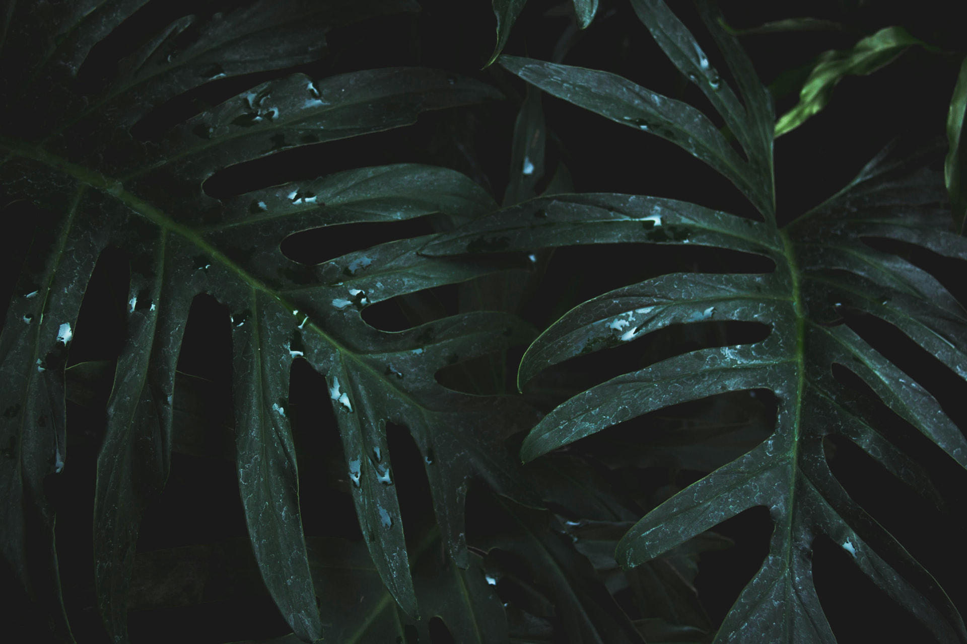 Deep green leaves in low light